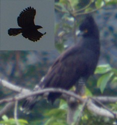 Trinidad & Tobago - Tour Report - January-February